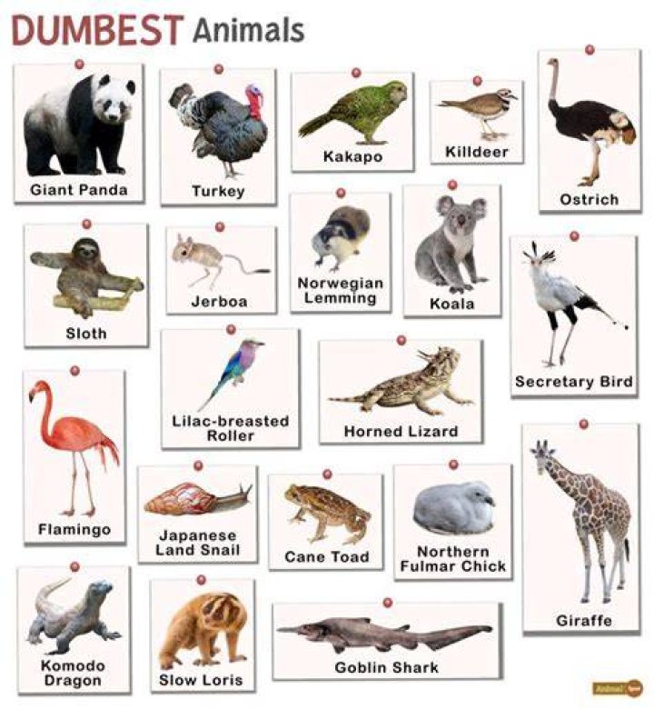 Unraveling The Intelligence Of The So-Called "Dumbest" Animals
